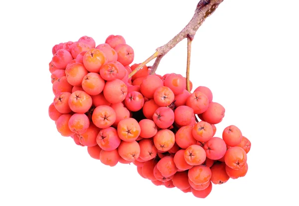 Bunch rowan berry isolé sur fond blanc — Photo
