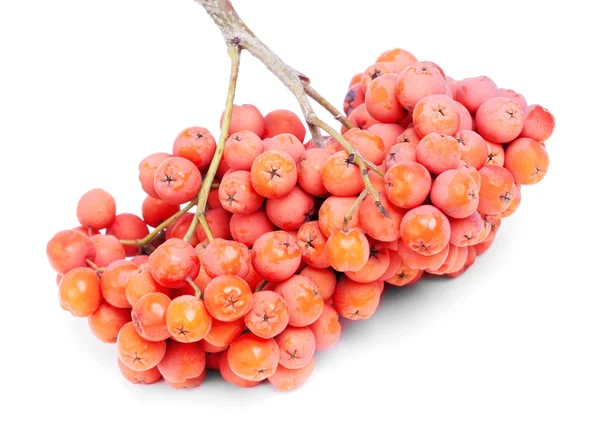 Bunch rowan berry aislado sobre fondo blanco — Foto de Stock