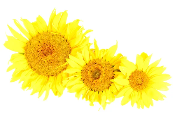 Sunflowers isolated on the white background — Stock Photo, Image