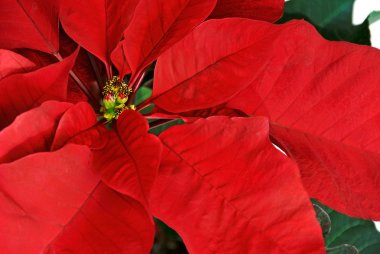 Red Poinsettia clipart