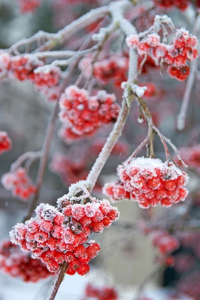 stock image Frosty Ash berries