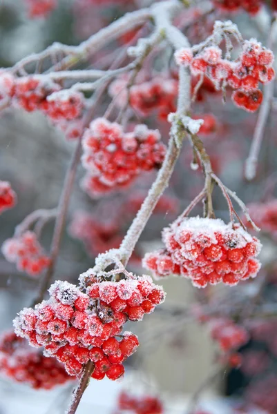 Frosty Ash berries Royalty Free Stock Photos