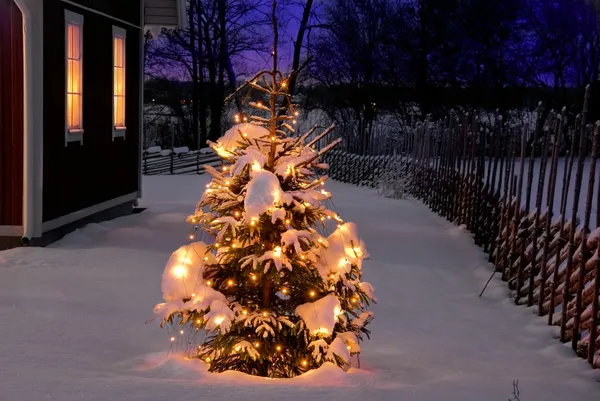 Різдвяна ялинка вночі Ліцензійні Стокові Зображення
