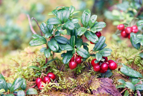 Лингонские ягоды Лицензионные Стоковые Фото