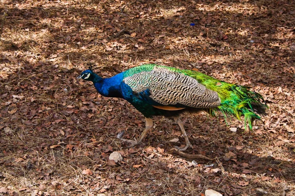 stock image Single peacock in park