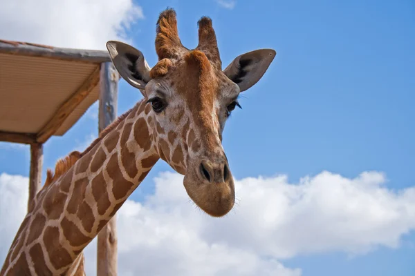 stock image Giraffe head on summer sky