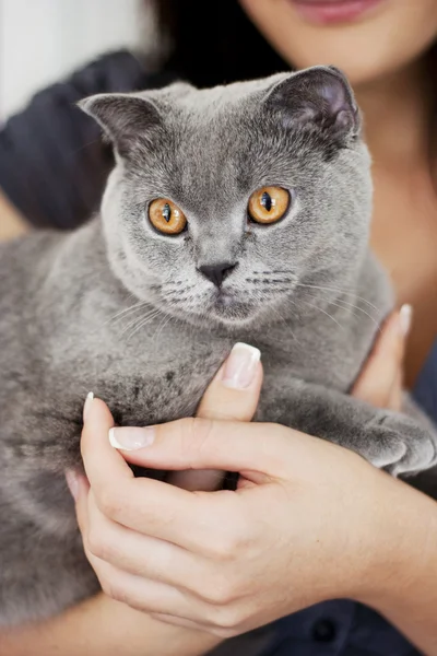 stock image Pretty gray cat