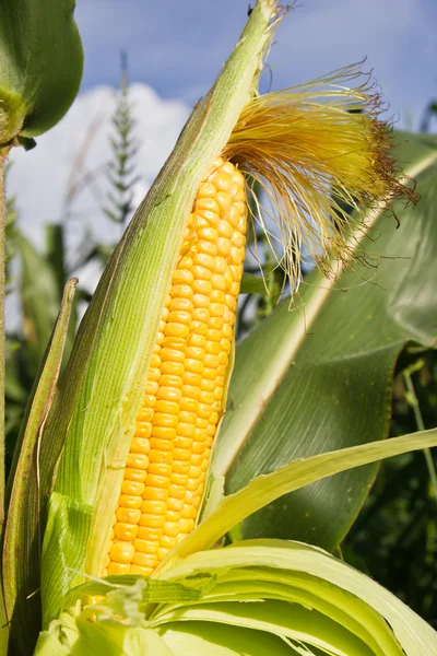 Крупним планом кукурудза на стеблі — стокове фото