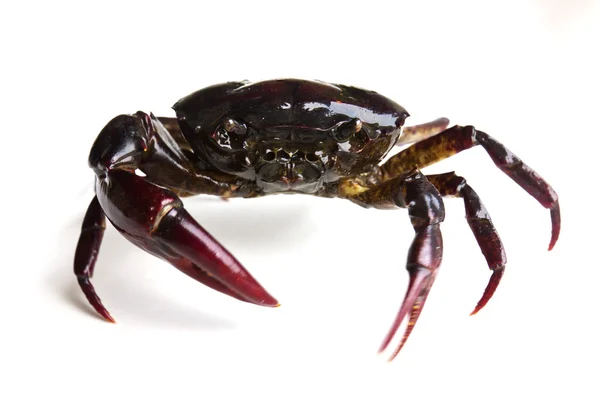 Closeup of crab — Stock Photo, Image