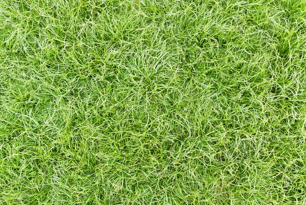 Grünes, gesundes Gras — Stockfoto