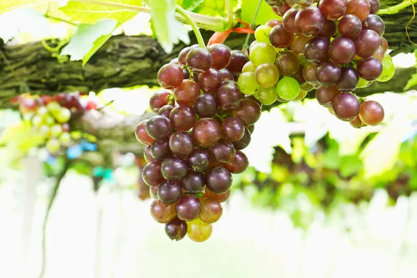 Red grape vine — Stock Photo, Image