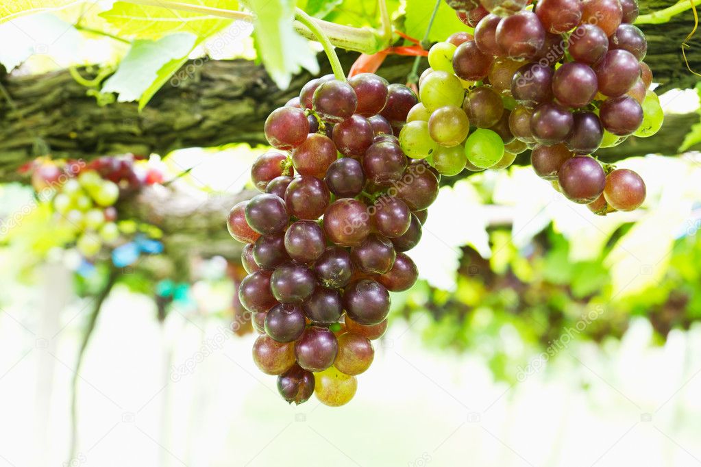 Red grape vine