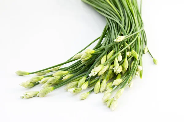 Chives flower — Stock Photo, Image
