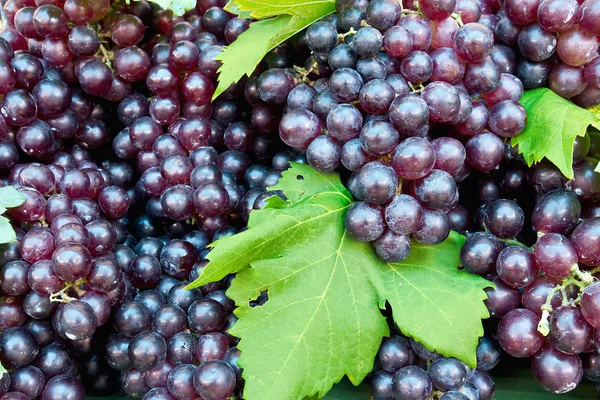 Fresh grape cluster with green leafs — Stock Photo, Image