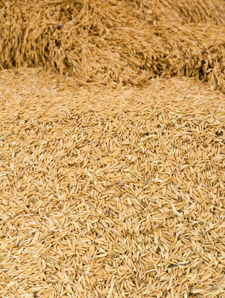 堆的稻田 — 图库照片