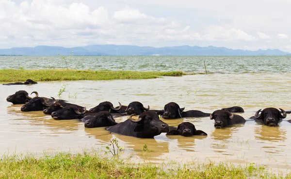 水牛の群れを浸す水 — ストック写真