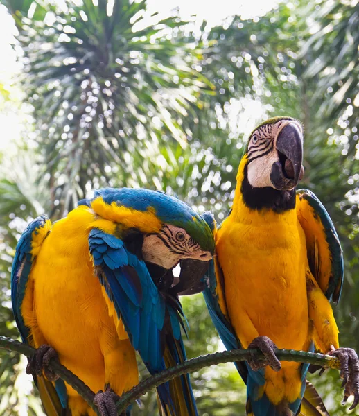 Dva ptáci papoušek — Stock fotografie
