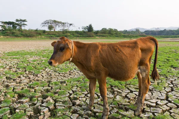 Ko och sprucken jord — Stockfoto