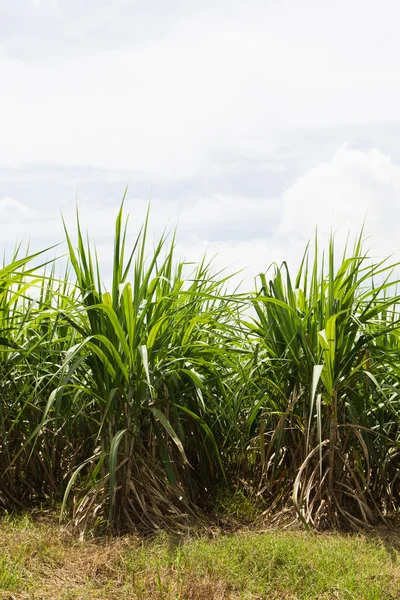 Sockerrör fältet — Stockfoto