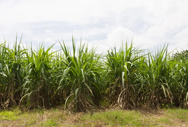 Sugar cane fields — Stock Photo, Image