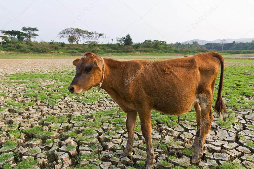 Cow and Cracked earth