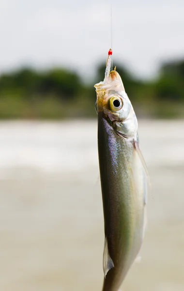 Vissen aan een haak. — Stockfoto
