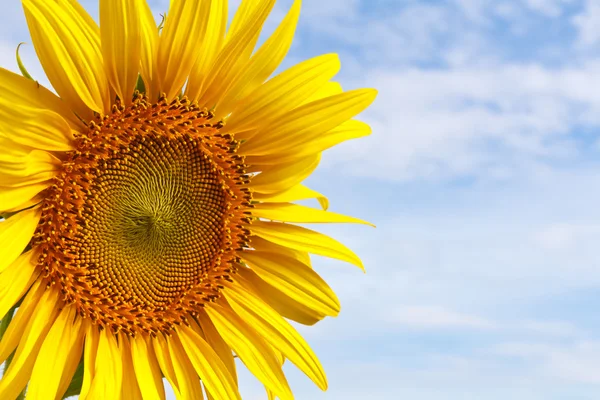 Nahaufnahme Sonnenblume — Stockfoto