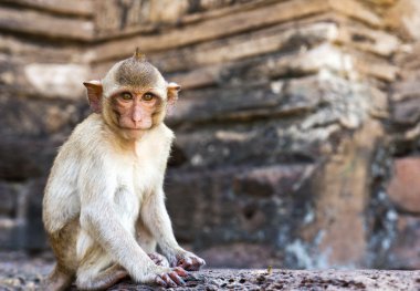 Portrait of young rhesus macaque monkey clipart