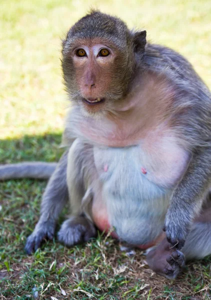 Mono macaco sentado —  Fotos de Stock