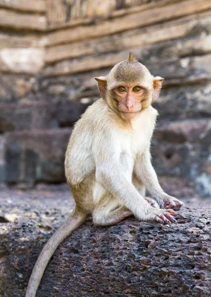 Portrait of young rhesus macaque monkey — Stock Photo, Image
