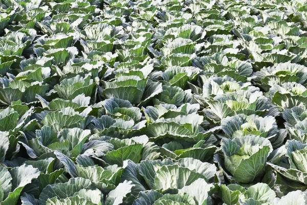 Cabbage fields in Thailand — Stock Photo, Image