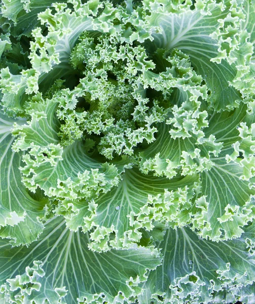 Fresh Cabbage — Stock Photo, Image