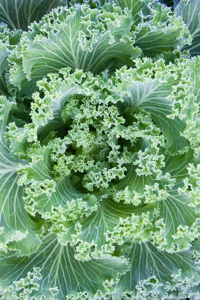 Fresh Cabbage (brassica oleracea) — Stock Photo, Image