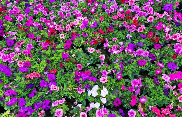 stock image Nursery of flowers