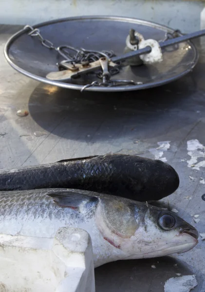 stock image Fish counter