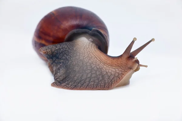 Snail turn left on the way — Stock Photo, Image