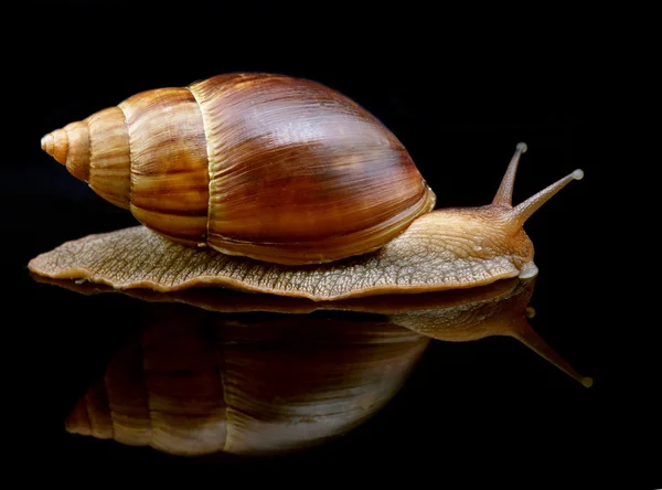 Duży ślimak do przodu z lustrem — Zdjęcie stockowe