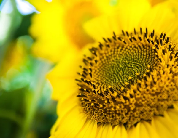 Sun Flower — Stock Photo, Image