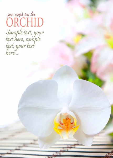 stock image Orchid