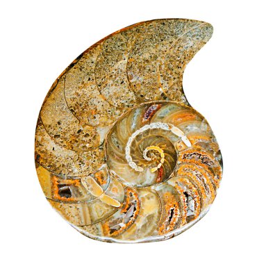 Remains of prehistoric sea shell clipart