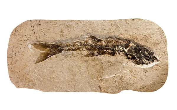 骨骼遗骸的鱼化石 — 图库照片