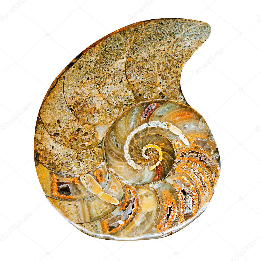 Remains of prehistoric sea shell
