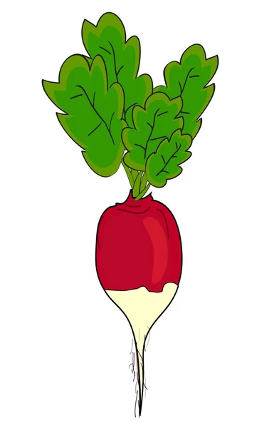 stock vector Radish. Vector