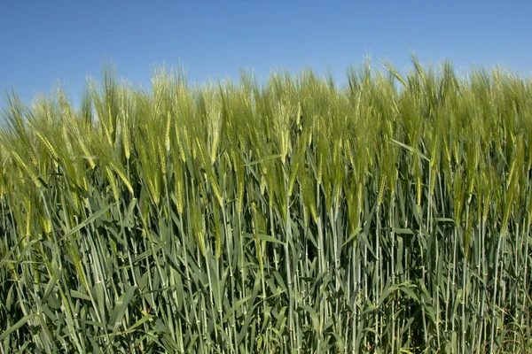 Stock image Wheat with a blue sky