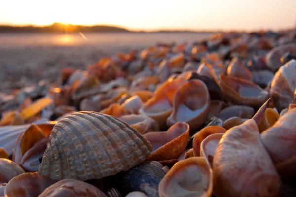 stock image Shell beach with Sunset