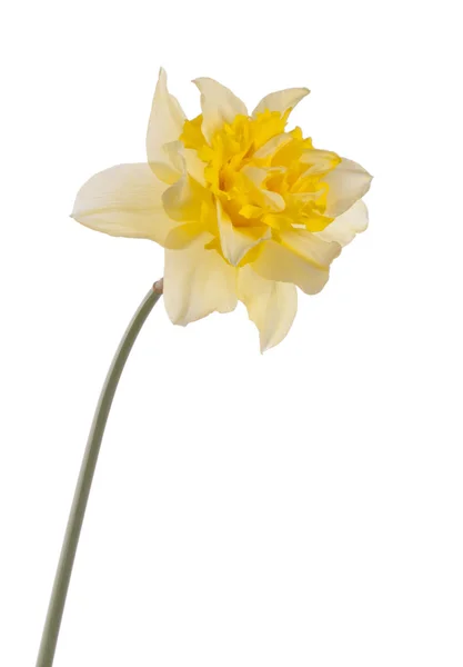 Yellow Easter flower — Stock Photo, Image
