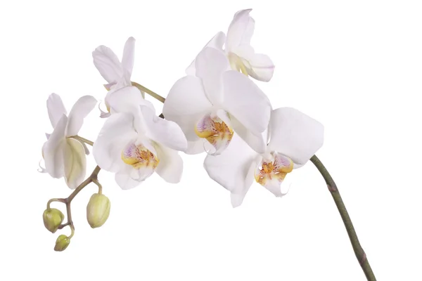Isolated white orchid — Stock Photo, Image