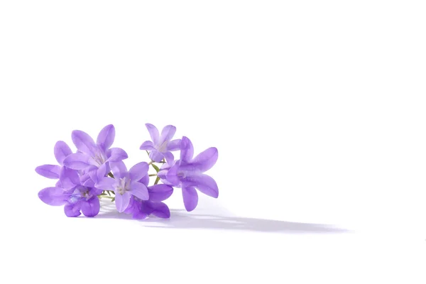 छोटे बैंगनी फूल — स्टॉक फ़ोटो, इमेज