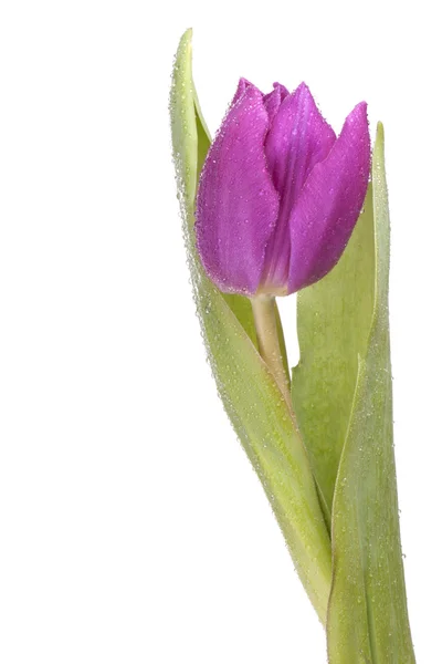 Single purple tulip — Stock Photo, Image