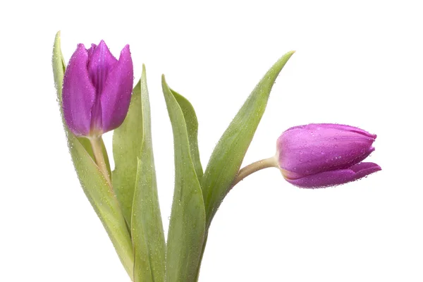 2 purple tulips — Stock Photo, Image
